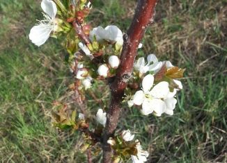 Земельный участок на продажу, 10 сот., СНТ Берёзка