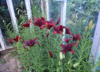 Дом на продажу, 30 м2, деревня Горки, 46К-1013