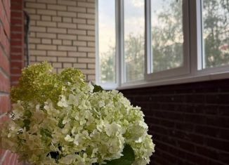 Сдается однокомнатная квартира, 41 м2, Йошкар-Ола, улица Эшкинина, 19, микрорайон Центральный