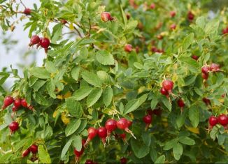 Продается участок, 5 сот., станица Гостагаевская