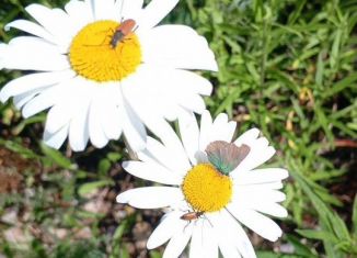 Продам участок, 50 сот., посёлок Хаапалампи