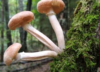 Земельный участок на продажу, 34 сот., Ореховское сельское поселение